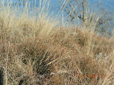 Ephedra distachya, photographed by Galyna Mykytynets