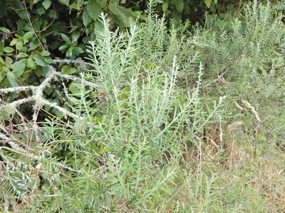 Prumnopitys taxifolia, photographed by Grey Smith