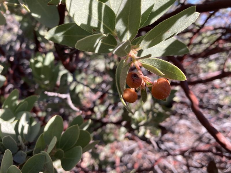 Arctostaphylos pringlei, photographed by Caleb Catto