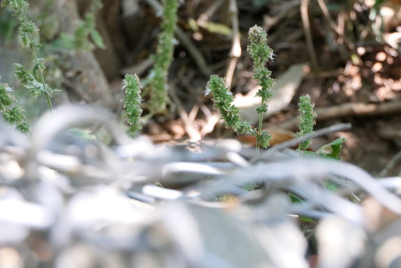 Pogostemon purpurascens, photographed by Dinesh Valke