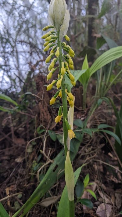 Calanthe lyroglossa, photographed by Cheng-Te Hsu