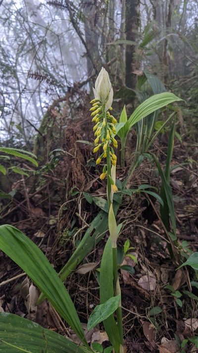 Calanthe lyroglossa, photographed by Cheng-Te Hsu