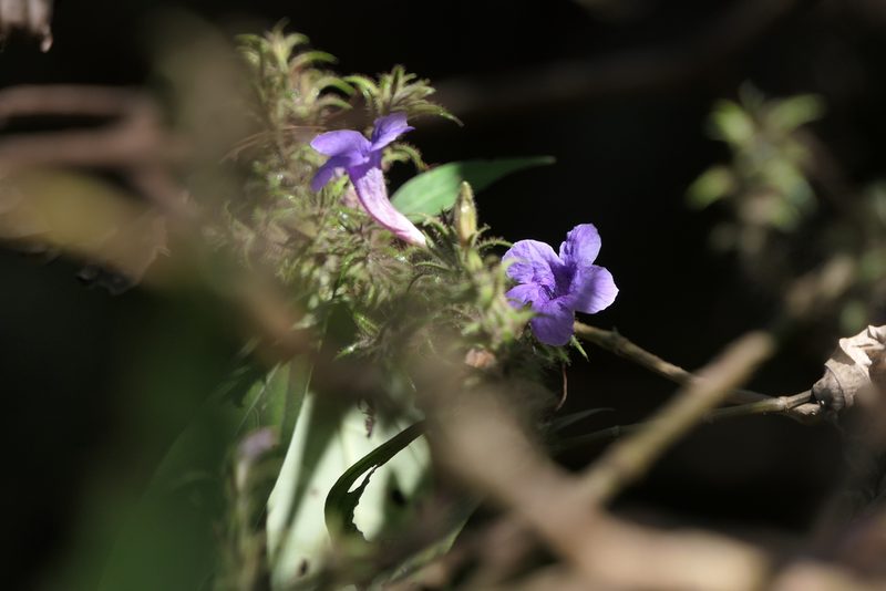 Strobilanthes integrifolia, photographed by Dinesh Valke
