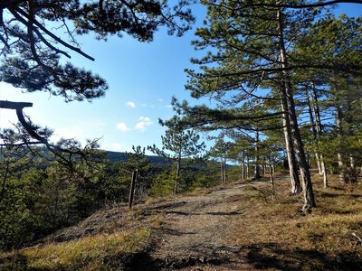 Pinus nigra, photographed by Michael Andresek