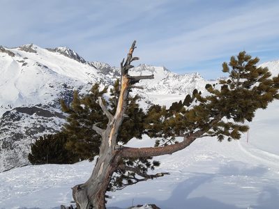 Pinus cembra, photographed by Catherine Faber