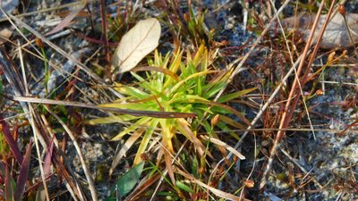 Paepalanthus anceps, photographed by Stephanie C