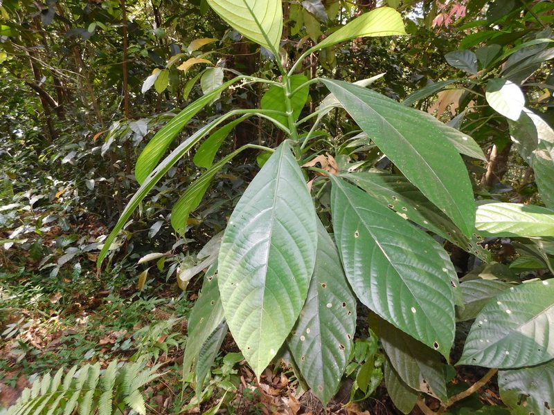 Dendrocnide sinuata, photographed by Rama Narayanan