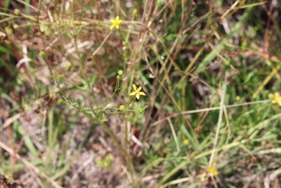 Ranunculus trilobus, photographed by Lauren McLaurin