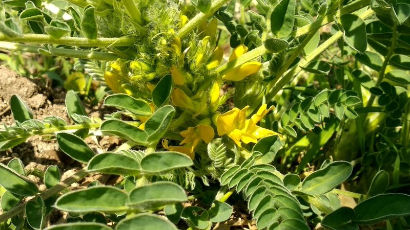 Astragalus macrocarpus, photographed by Udi Oron אודי אורון