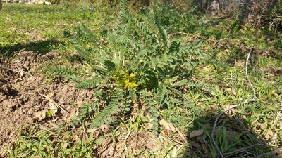 Astragalus macrocarpus, photographed by Udi Oron אודי אורון
