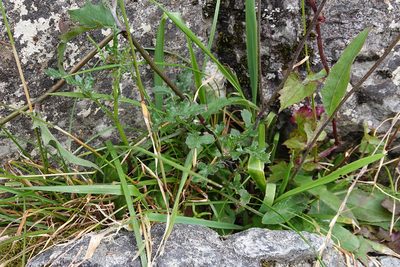 Senecio wairauensis, photographed by Jon Sullivan