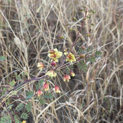 Erythrostemon pannosus, photographed by Bill Levine