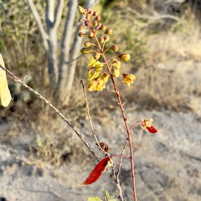 Erythrostemon pannosus, photographed by Bill Levine