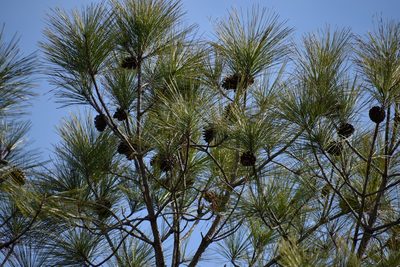 Pinus serotina, photographed by Ryan Watson