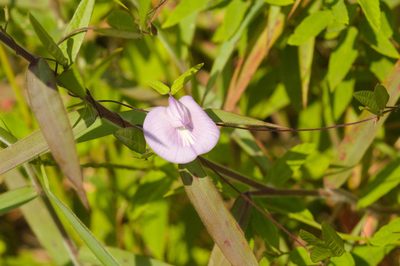 Centrosema virginianum, photographed by Fernando Sessegolo