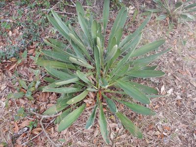 Yucca filamentosa, photographed by Ryan Watson