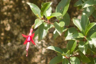 Fuchsia regia, photographed by Fernando Sessegolo