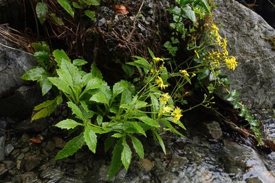 Senecio rufiglandulosus, photographed by Jon Sullivan