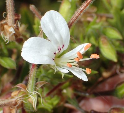 Pelargonium ribifolium, photographed by Nicola van Berkel