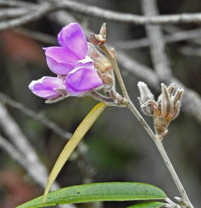 Collaea argentina, photographed by Hugo Hulsberg