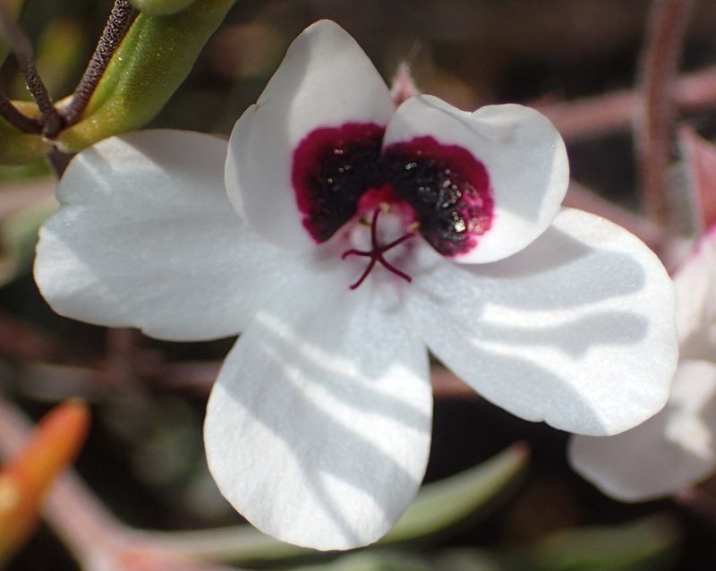Pelargonium tricolor, photographed by Nicola van Berkel
