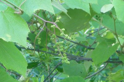 Vitis cinerea, photographed by mfeaver