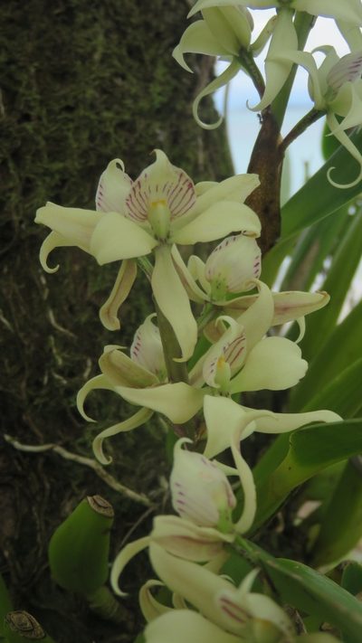 Prosthechea fragrans, photographed by Roger A. Morales-Flores