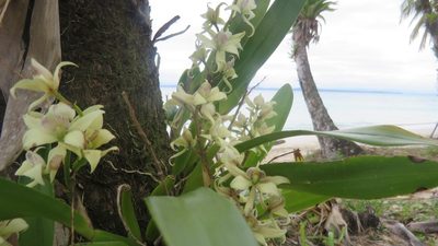 Prosthechea fragrans, photographed by Roger A. Morales-Flores