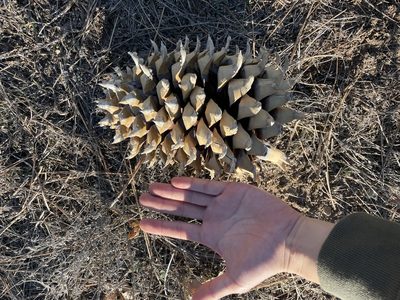 Pinus coulteri, photographed by laiet17
