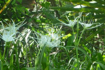 Hymenocallis franklinensis, photographed by mfeaver
