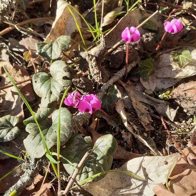 Cyclamen coum, photographed by bogsuckers