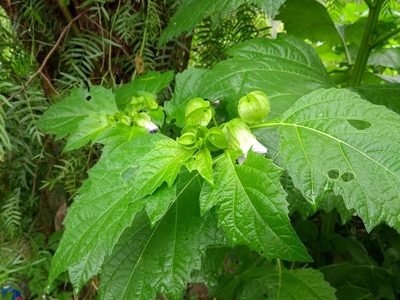 Nicandra physalodes, photographed by Naturalist Tours