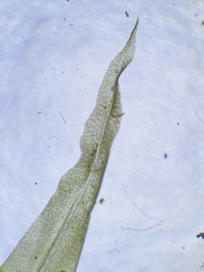 Dicranum bonjeanii, photographed by Jonathan Hughes