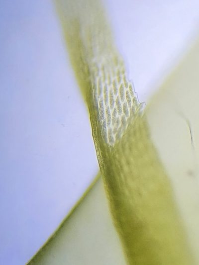 Dicranum bonjeanii, photographed by Jonathan Hughes
