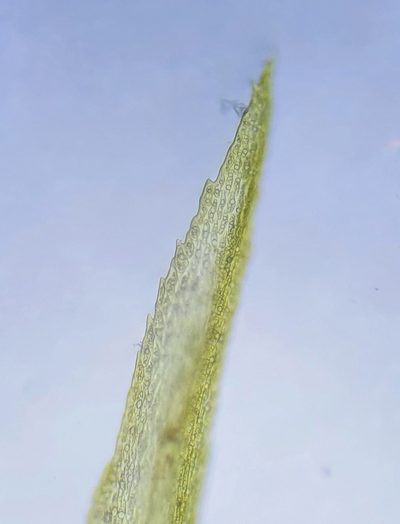 Dicranum bonjeanii, photographed by Jonathan Hughes