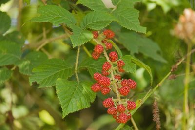 Rubus sellowii, photographed by Fernando Sessegolo