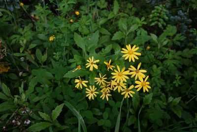 Senecio rufiglandulosus, photographed by Jon Sullivan