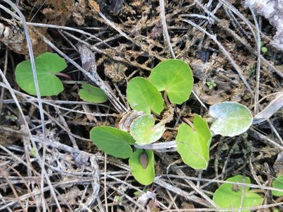 Centella erecta, photographed by Jay Horn
