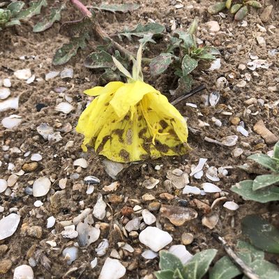 Oenothera drummondii, photographed by Clifton Ladd, C.W.B.