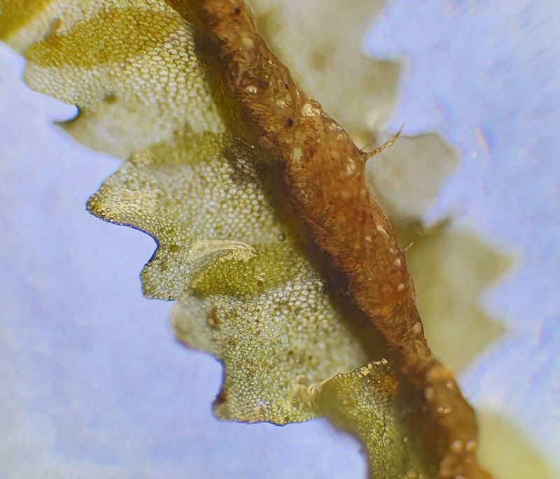 Mesoptychia rutheana, photographed by Jonathan Hughes