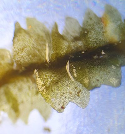Mesoptychia rutheana, photographed by Jonathan Hughes