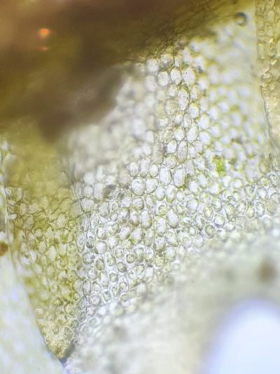 Mesoptychia rutheana, photographed by Jonathan Hughes