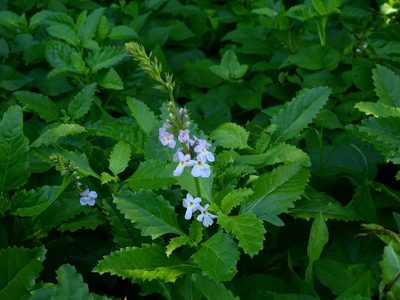 Pitraea cuneato-ovata, photographed by Guillermo Debandi