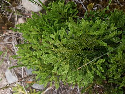 Diphasium scariosum, photographed by darmozrac