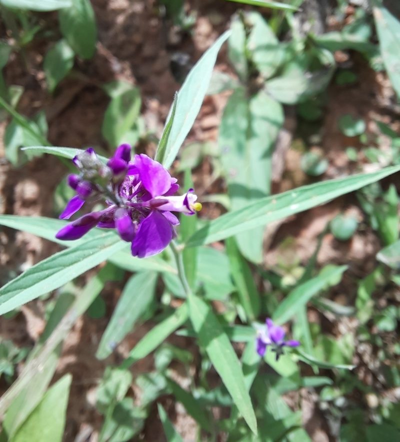 Asemeia violacea, photographed by Paulo Nogueira