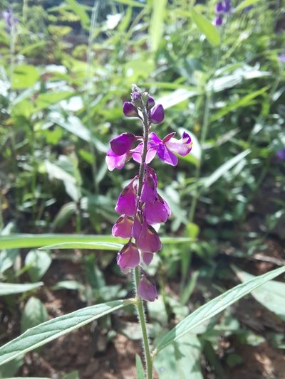 Asemeia violacea, photographed by Paulo Nogueira