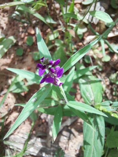 Asemeia violacea, photographed by Paulo Nogueira