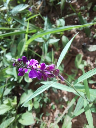 Asemeia violacea, photographed by Paulo Nogueira