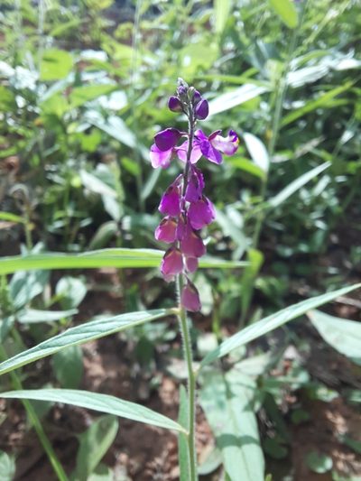 Asemeia violacea, photographed by Paulo Nogueira
