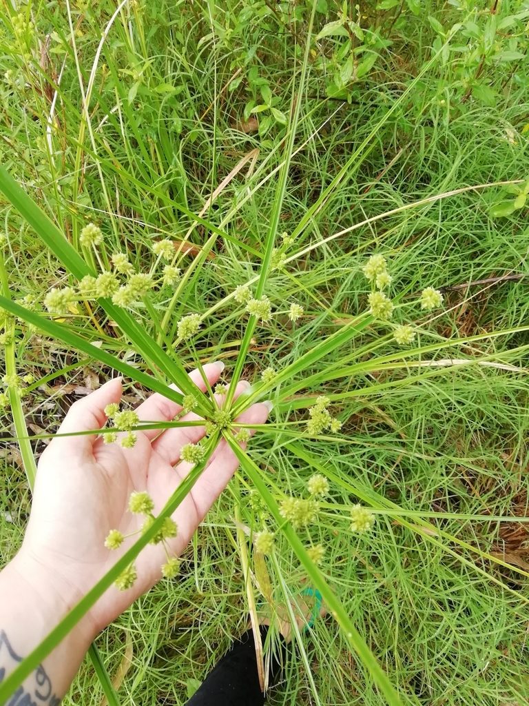 Cyperus rigens, photographed by Agustina Medina